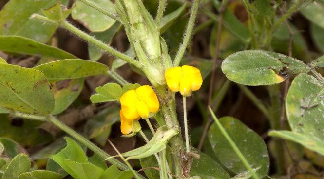 Bông hoa đậu phộng - Ảnh: Trân Duy
