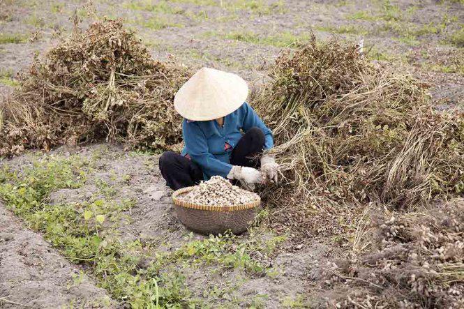 Đậu phộng vừa thu hoạch trên ruộng - Ảnh: Trân Duy