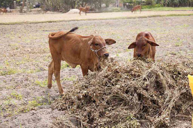Thân đậu sau khi lấy hết trái sẽ được dành cho trâu, bò - Ảnh: Trân Duy