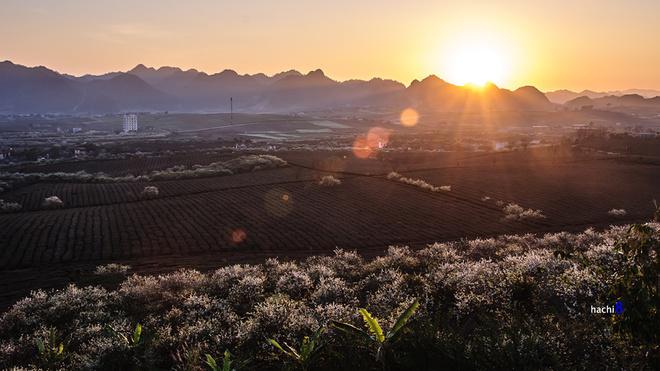 Không chỉ bình minh, mà hoàng hôn cũng là khoảnh khắc tuyệt đẹp ở Mộc Châu. Chiều dần buông, mặt trời lại khuất dần sau những dãy núi và trải thảm nắng cuối ngày lên những nương chè, đồi mận.