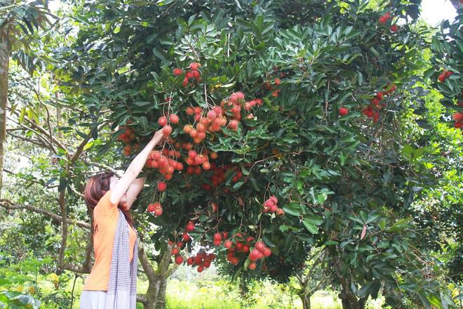 8h: Thăm vườn trái cây trĩu quả Long Khánh được xem là vựa trái cây của Đông Nam Bộ, do đặc trưng thổ nhưỡng ở đây nên hoa trái rất sum suê. Bạn có thể ghé các xã Bảo Quang, Bảo Vinh, Bình Lộc… để vào thăm vườn trái cây, thu hoạch cùng người dân nơi đây. Điều thú vị nhất của du lịch vườn là bạn có thể trèo lên cây tự tay mình hái trái. Hầu hết vườn trái cây đều không tính phí tham quan, mà du khách sau khi đến có thể mua trái cây tươi ngon mang về. Trong đó, chôm chôm 15.000-20.000 đồng một kg, măng cụt giá 20.000-25.000 đồng một kg.
