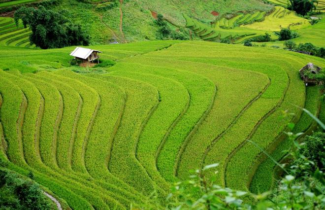 Cuối tuần qua, lúa ở Phình Hồ chưa chín nhiều. Các thửa ruộng bậc thang chảy tràn từ trên núi xuống con suối Nậm Kim còn phủ màu xanh tươi.