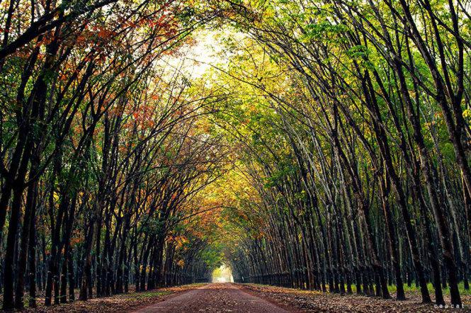 Một cánh rừng cao su ở Dầu Tiếng - Ảnh: Cao Cát