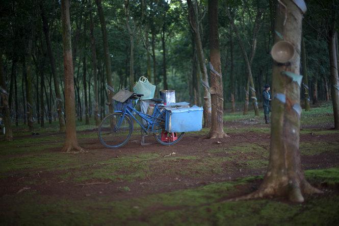 Chiếc xe chở công cụ làm việc của một công nhân dọn vườn cao su - Ảnh: Trân Duy