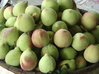 Đào rọ một trong những thực phẩm được du khách lựa chọn cho người thân của mình