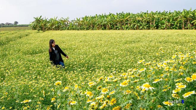 Khung cảnh tuyệt đẹp này không quá xa trung tâm, trở thành điểm đến thú vị cho nhiều bạn trẻ. Có khá nhiều khu ruộng hoa đang vào dịp bung nở và còn đẹp đến trước tết Âm lịch 2016.