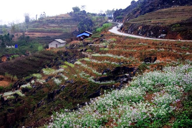 Cung đường phổ biến của dân du lịch là Hà Giang - Quản Bạ - Yên Minh - Đồng Văn trở nên thơ mộng hơn với những ruộng cải trắng phớt tím ướt đẫm sương mai.