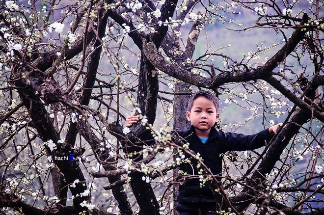 Cây mận già điểm hoa trắng khiến lũ trẻ thích thú leo trèo.