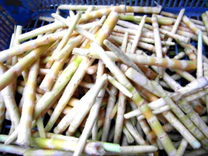 Măng sặt sau khi được bóc vỏ có màu trắng - Ảnh: N.T.Lượng