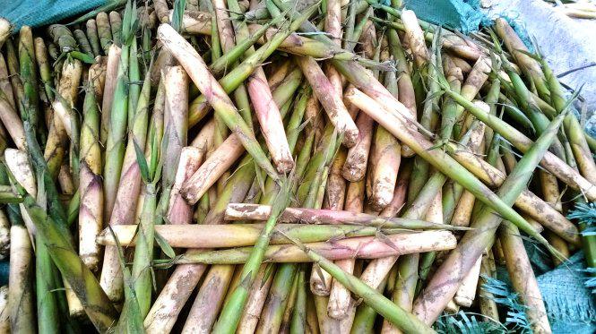Ngọn măng Sặt ở Tây Bắc tuy nhỏ nhưng ngon và tinh túy - Ảnh: N.T.Lượng