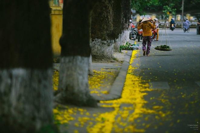 Thời tiết ở Huế “ẩm ương” như gái xuân thì, trời dễ nổi cơn giông nhưng cũng dễ bắt gặp ngày nắng là thời điểm hoa phượng vàng nở rực một góc trời.