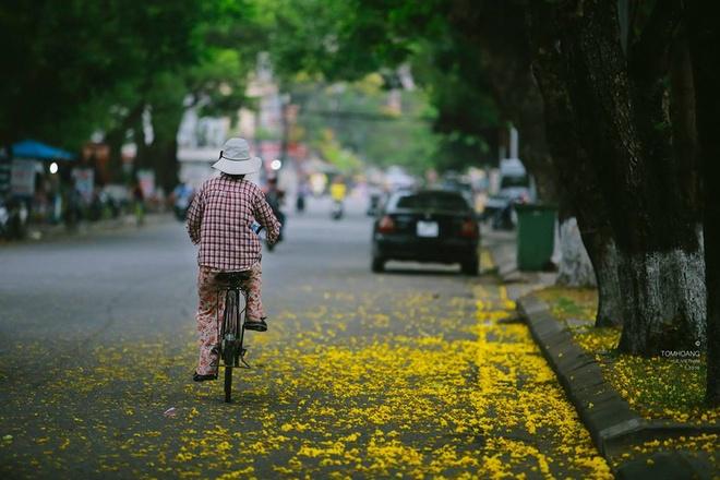 Hoa phượng vàng gần giống về hình dáng cây và lá như phượng vĩ, nhưng bông nhỏ hơn và màu hoa vàng nghệ.