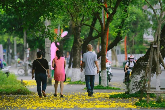 Cánh hoa mỏng manh, cuốn theo chiều gió tạo ra thảm hoa vàng tươi nguyên màu thời gian.