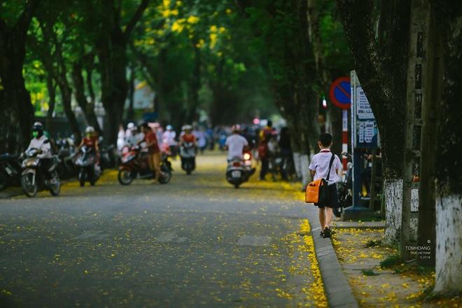 Hoa rơi theo dòng người hối hả với những lo toan đời thường và theo bước chân em nhỏ đến trường.
