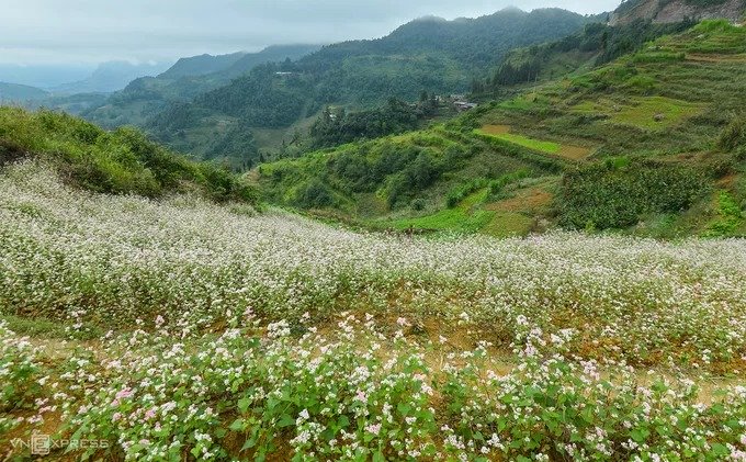 Giữa tháng 10, hoa tam giác mạch nở rộ trên khắp cao nguyên Đồng Văn. Du khách tới vùng cực bắc của Hà Giang sẽ được trải nghiệm cái se lạnh của mùa thu cùng khung cảnh những ruộng hoa trắng xen lẫn phớt hồng trải rộng trên triền núi.