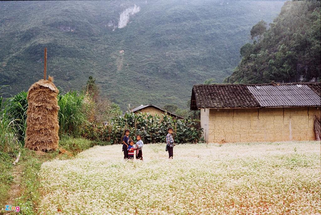 Những đứa trẻ chơi thơ thẩn trên cánh đồng hoa tam giác mạch tại xã Phố Cáo.