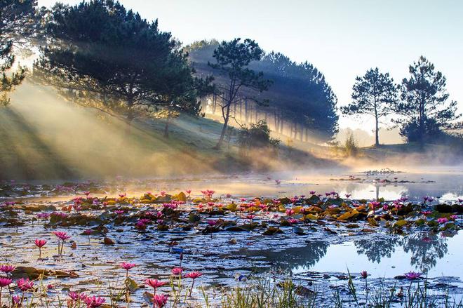 Sắc xuân còn vương trên mặt hồ ở đồi Cù bằng màu hoa súng tím biếc.