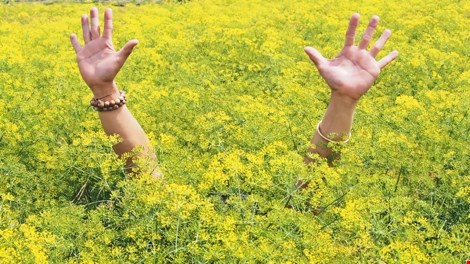Hoa cải nở vàng như nhuốm cả một góc trời.