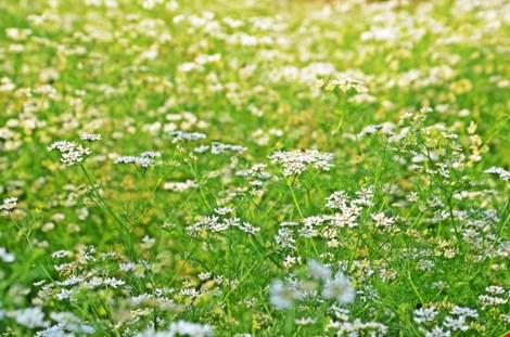 Hoa cải màu trắng như những bông hoa tuyết ve vãn mùa đông.