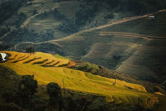 Vào mùa lúa chín, nắng chiếu trên các đỉnh núi trùng điệp dát vàng cho những thửa ruộng bậc thang tuyệt đẹp có ở khắp nơi tại Hà Giang khiến bạn không thể rời mắt.