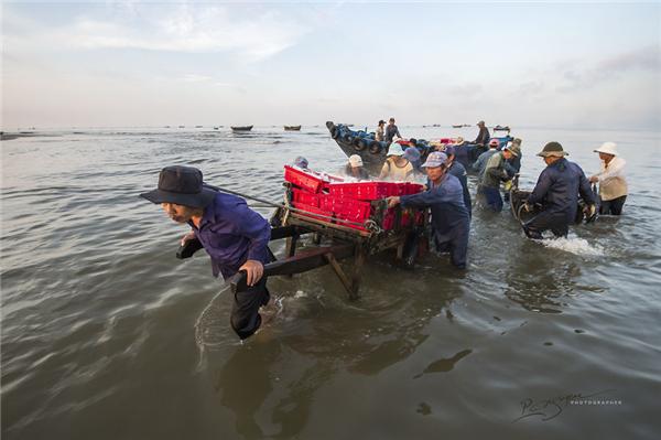 Để kéo cá vào bờ, cần 5 đến 6 người đàn ông khỏe mạnh. (Ảnh: Nguyễn Vũ Phước)