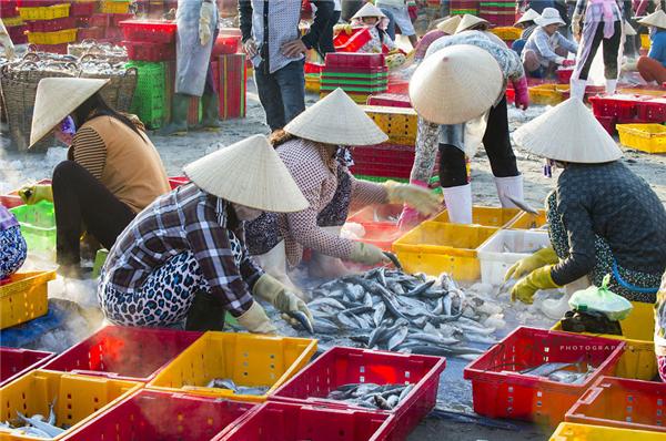 Những người phụ nữ làm công việc phân loại hải sản. (Ảnh: Nguyễn Vũ Phước)