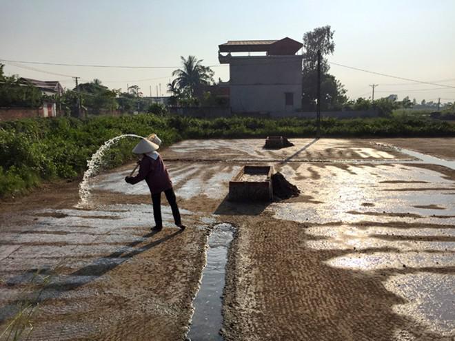 Tưới nước biển mặn lên sân phơi cát. Ảnh: Băng Giang.