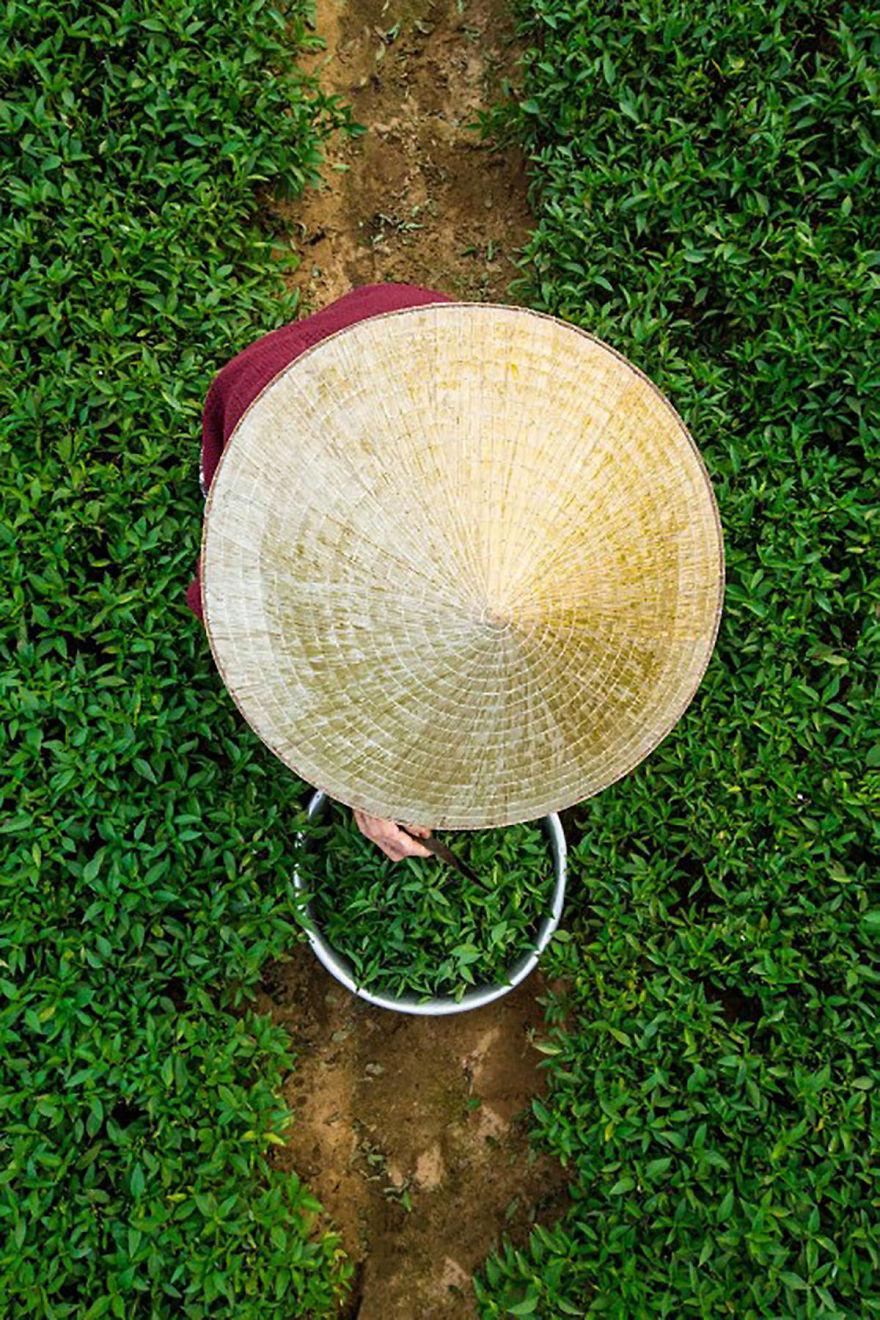 Thu hoạch rau ở làng rau Trà Quế.