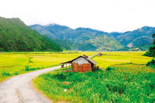 Đường vào bản Lướt mênh mang sóng lúa