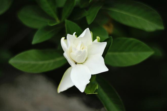 Ngoài tham quan công trình kiến trúc và tìm hiểu lịch sử ngôi nhà Bá Kiến, bạn cũng có thể dạo một vòng khu vườn phía trước để tận hưởng không khí làng quê mát mẻ. Bạn còn có cơ hội nếm thử vị chuối ngự đặc trưng của vùng đất này.