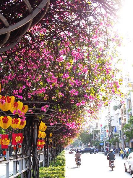 Vẻ đẹp của hoa khiến nhiều người đi đường không khỏi ngẩn ngơ.