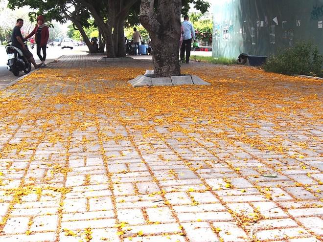 Một góc vỉa hè đường Nguyễn Lương Bằng phủ đầy hoa điệp.