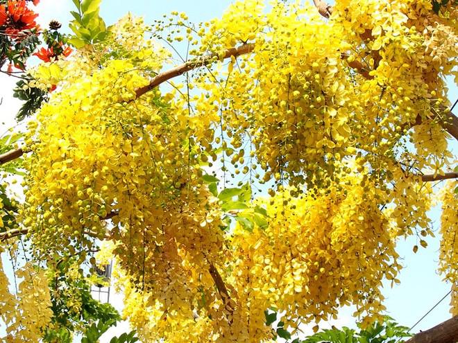 Bò cạp vàng cũng là loài cây phổ biến trên nhiều tuyến phố Sài Gòn.