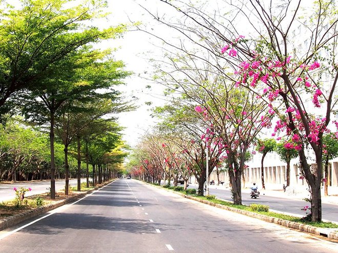 Đường Nguyễn Văn Linh, quận 7, lãng mạn và đầy thi vị dưới tán cây xanh điểm xuyết những cành hoa giấy.