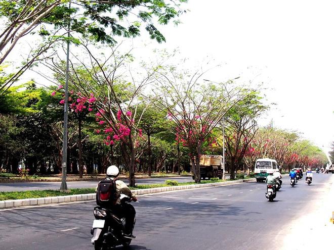 Cái nóng buổi trưa hầm hập của Sài Gòn dường như dịu lại. Đi giữa vòm hoa, lòng người bỗng trở nên tươi vui, bình yên.