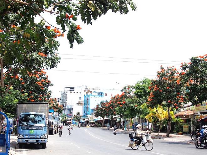 Những cây phượng hoàng đỏ đua nhau khoe sắc trên đường Trần Xuân Soạn, quận 7.