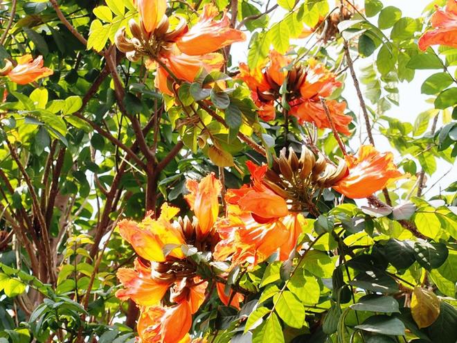 Hoa phượng hoàng đỏ như những đốm lửa rực rỡ.