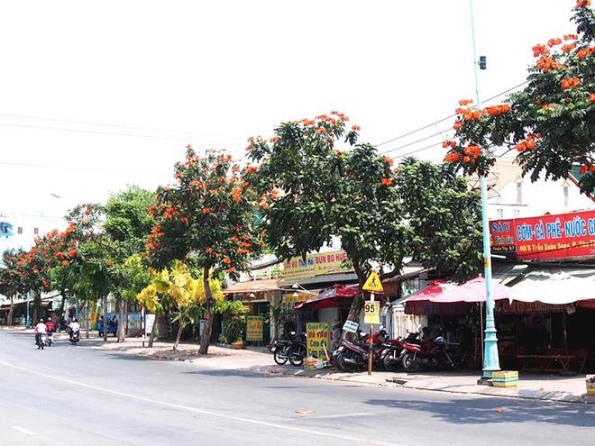 Phố phường dường như tươi mới hơn với những chùm hoa rực đỏ trên cành.