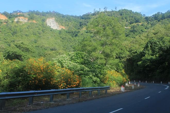Cung đường đèo Ngoạn Mục hướng từ Phan Rang lên Đà Lạt cũng có vài nơi dã quỳ ra hoa như để mời chào du khách nhanh chân lên thành phố để săn mùa hoa đẹp nhất.