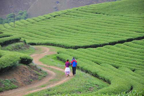 Mộc Châu quanh năm mát mẻ với màu xanh mát mắt của những đồi chè.