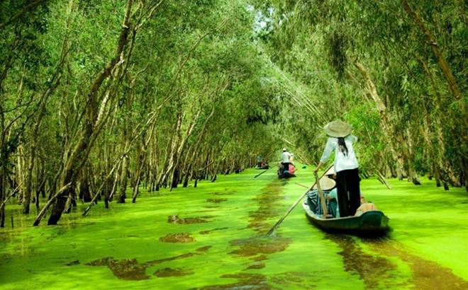Rừng tràm Trà Sư xanh mướt một màu.