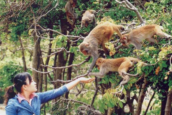 Đảo Khỉ sẽ đem tới cho bạn một cảm giác rất đặc biệt, vừa sợ hãi vừa thú vị.