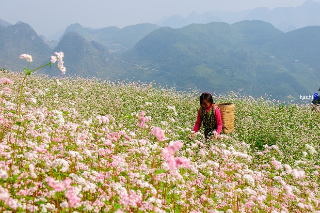 Tam giác mạch là loài hoa đặc trưng của cao nguyên đá Hà Giang, nở rộ từ cuối tháng 10 đến tháng 11. Du khách muốn ngắm và chụp ảnh với hoa có thể ghé qua Quản Bạ, Yên Minh, Phố Cáo, Sủng Là, Lũng Táo, Ma Lé, Mèo Vạc… Ảnh: Hachi8