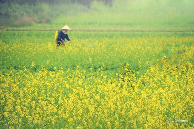 Đông đến, những vùng quanh Hà Nội như làng Phù Đổng, cánh đồng Yên Viên hay ven bờ sông Đuống lại ngập tràn sắc vàng hoa cải. Tuy nhiên, các vườn hoa cải ở đây thường đông vào dịp cuối tuần, giá vào khoảng 20.000 đồng/ lượt. Ảnh: Cao Anh Tuấn.
