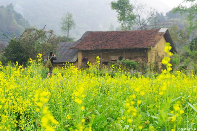 Nếu muốn trải nghiệm các cung đường kết hợp ngắm hoa cải, Hà Giang cũng là địa điểm không thể bỏ qua. Bên cạnh việc không thu phí, hoa cải ở cao nguyên đá còn mang vẻ đẹp hoang sơ giữa khung cảnh hùng vĩ. Ảnh: Trần Việt Anh.
