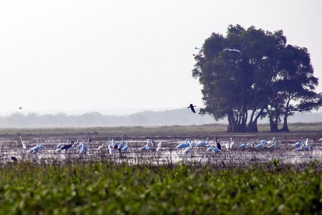 Khu dự trữ sinh quyển Ramsar thứ 2.000 của thế giới nỗi tiếng với sự có mặt của sếu đầu đỏ, một trong những loại chim được ghi vào sách đỏ. Ngoài ra, khám phá thế giới của các loại chim, nếu đến đây vào thời gian này, bạn sẽ được chiêm ngưỡng và pose hình với thảm hoa vàng rực rỡ của nơi đây. Ảnh: Hải An