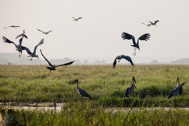 Đường ngắn nhất từ Sài Gòn đi Tràm Chim (Đồng Tháp) là theo đường N2, khoảng 140km. Từ Sài Gòn, đến vòng xoay Phú Lâm, vào đường Bà Hom, thẳng tỉnh lộ 10, đến Đức Hòa. Đến ngã ba Đức Hòa, rẽ trái vào tỉnh lộ 9. Đi trên tỉnh lộ 9 khoảng 3 km, rẽ phải theo đường đất (xe hơi đi được) ra đường N 2. Theo đường N 2 đến Thạnh Hóa, vào quốc lộ 62. Theo quốc lộ 62 đến Tân Thạnh, vào tỉnh lộ 829, 844 đến Tràm Chim. Ảnh: Hải An.