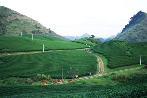 Quang cảnh đồi chè xanh mướt ở thị trấn nông trường Mộc Châu vào tháng 11. Ảnh: Hương Chi