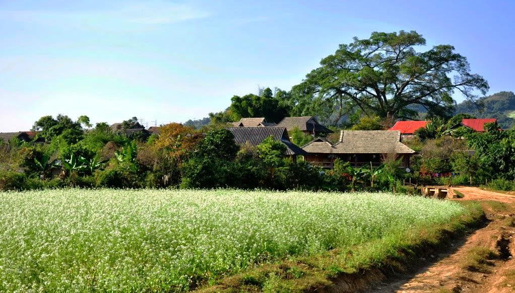 Khu nhà sàn ở Bản Áng. Ảnh: ST