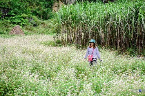 Vẻ đẹp mê hoặc lòng người của cánh đồng hoa tam giác mạch trên cao nguyên đá Hà Giang. Ảnh: Hachi8.
